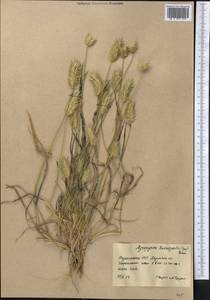 Eremopyrum bonaepartis (Spreng.) Nevski, Middle Asia, Karakum (M6) (Turkmenistan)
