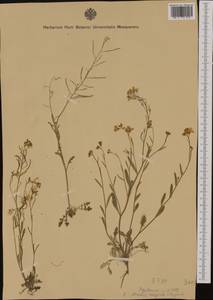 Arabidopsis lyrata subsp. petraea (L.) O'Kane & Al-Shehbaz, Western Europe (EUR) (Austria)