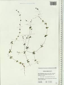 Galium uliginosum L., Siberia, Baikal & Transbaikal region (S4) (Russia)