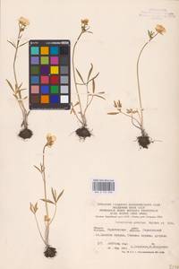 Ranunculus pedatus Waldst. & Kit., Eastern Europe, Lower Volga region (E9) (Russia)