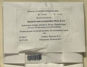 Brachytheciastrum trachypodium (Brid.) Ignatov & Huttunen, Bryophytes, Bryophytes - Krasnoyarsk Krai, Tyva & Khakassia (B17) (Russia)