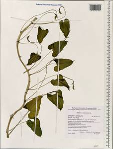 Dioscorea communis (L.) Caddick & Wilkin, South Asia, South Asia (Asia outside ex-Soviet states and Mongolia) (ASIA) (Israel)