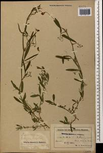 Lathyrus hirsutus L., Caucasus, Azerbaijan (K6) (Azerbaijan)