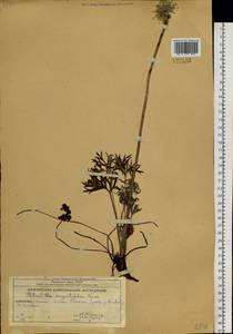 Pulsatilla patens subsp. multifida (Pritz.) Zāmelis, Siberia, Chukotka & Kamchatka (S7) (Russia)