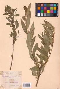 Salix fragilis L., Eastern Europe, Middle Volga region (E8) (Russia)