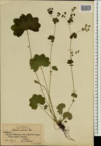 Alchemilla semilunaris Alechin, Eastern Europe, Moscow region (E4a) (Russia)