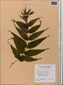 Gentiana asclepiadea L., Caucasus, Georgia (K4) (Georgia)