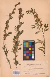 Prunus tenella Batsch, Eastern Europe, Central forest-and-steppe region (E6) (Russia)