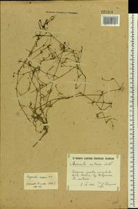 Cynanchica supina (M.Bieb.) P.Caputo & Del Guacchio, Eastern Europe, South Ukrainian region (E12) (Ukraine)