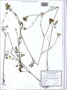 Orlaya grandiflora (L.) Hoffm., Western Europe (EUR) (Serbia)