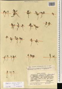 Polygonum acerosum Ledeb. ex Meisn., South Asia, South Asia (Asia outside ex-Soviet states and Mongolia) (ASIA) (Afghanistan)