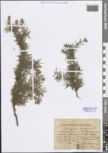 Juniperus communis L., Eastern Europe, Central forest region (E5) (Russia)