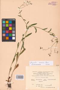 MHA 0 153 336, Myosotis nemorosa Besser, Eastern Europe, North Ukrainian region (E11) (Ukraine)