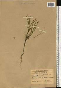Polygala sibirica L., Eastern Europe, North Ukrainian region (E11) (Ukraine)