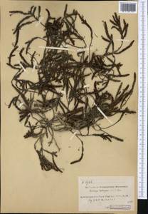 Cassiope tetragona (L.) D. Don, Western Europe (EUR) (Svalbard and Jan Mayen)