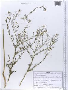 Descurainia sophia (L.) Webb ex Prantl, Eastern Europe, North Ukrainian region (E11) (Ukraine)
