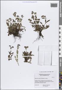 Myosotis asiatica (Vestergr. ex Hultén) Schischk. & Serg., Siberia, Western Siberia (S1) (Russia)