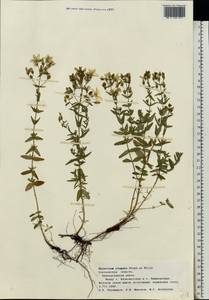 Hypericum elegans Steph. ex Willd., Eastern Europe, Central forest-and-steppe region (E6) (Russia)