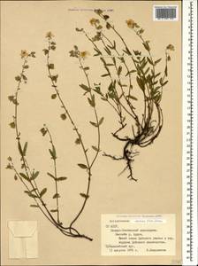 Helianthemum ovatum (Viv.) Dunal, Caucasus, North Ossetia, Ingushetia & Chechnya (K1c) (Russia)
