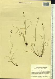 Carex lachenalii subsp. lachenalii, Siberia, Western Siberia (S1) (Russia)