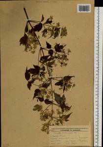 Clematis brevicaudata DC., Siberia, Russian Far East (S6) (Russia)