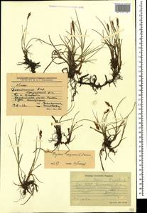 Blysmus compressus (L.) Panz. ex Link, Caucasus, Dagestan (K2) (Russia)