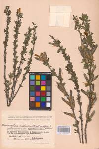 Chamaecytisus ruthenicus (Fisch. ex Woł.) Klásk., Eastern Europe, Lower Volga region (E9) (Russia)