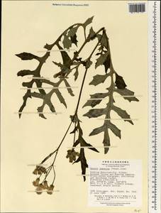 Gynura japonica (Thunb.) Juel, South Asia, South Asia (Asia outside ex-Soviet states and Mongolia) (ASIA) (China)