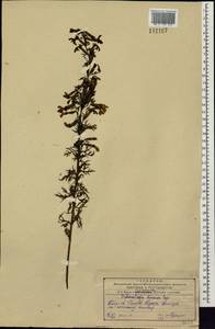 Siphonostegia chinensis Benth., Siberia, Russian Far East (S6) (Russia)