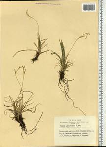 Carex pediformis C.A.Mey., Siberia, Altai & Sayany Mountains (S2) (Russia)