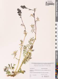 Polemonium campanulatum (Th.Fr.) Th.Fr., Siberia, Chukotka & Kamchatka (S7) (Russia)