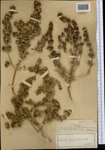 Pyankovia brachiata (Pall.) Akhani & Roalson, Middle Asia, Muyunkumy, Balkhash & Betpak-Dala (M9) (Kazakhstan)