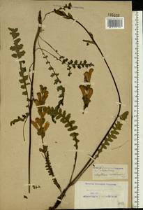 Pedicularis sceptrum-carolinum L., Eastern Europe, Northern region (E1) (Russia)