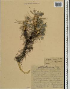 Astragalus arnacantha M.Bieb., Crimea (KRYM) (Russia)