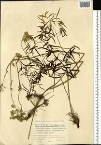 Cenolophium fischeri (Spreng.) W. D. J. Koch, Siberia, Western Siberia (S1) (Russia)