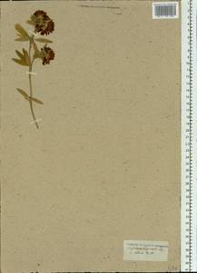 Trifolium lupinaster L., Siberia (no precise locality) (S0) (Russia)