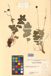 Sanguisorba officinalis L., Siberia, Chukotka & Kamchatka (S7) (Russia)