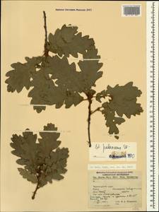 Quercus pubescens Willd. , nom. cons., Caucasus, Black Sea Shore (from Novorossiysk to Adler) (K3) (Russia)