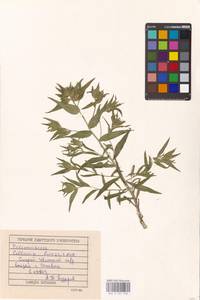 Collomia linearis Nutt., Eastern Europe, Volga-Kama region (E7) (Russia)