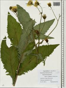 Crepis sibirica L., Eastern Europe, Eastern region (E10) (Russia)