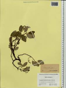 Salix reticulata L., Eastern Europe, Northern region (E1) (Russia)