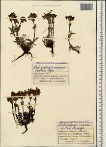 Pedicularis crassirostris Bunge, Caucasus, Armenia (K5) (Armenia)