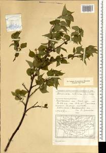 Prunus sibirica L., Mongolia (MONG) (Mongolia)