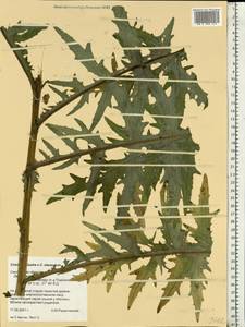 Cirsium ×hybridum W. D. J. Koch ex DC., Eastern Europe, Western region (E3) (Russia)