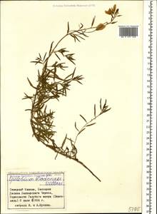 Chamaenerion dodonaei (Vill.) Schur ex Fuss., Caucasus, Stavropol Krai, Karachay-Cherkessia & Kabardino-Balkaria (K1b) (Russia)