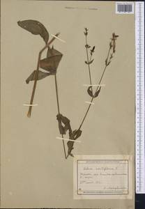 Silene noctiflora L., Middle Asia, Muyunkumy, Balkhash & Betpak-Dala (M9) (Kazakhstan)