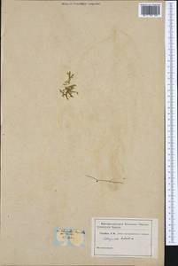 Lycopodioides helvetica (L.) Kuntze, Western Europe (EUR) (Not classified)