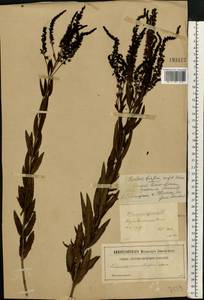 Veronica spuria L., Eastern Europe, Central forest-and-steppe region (E6) (Russia)