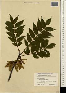 Fraxinus angustifolia subsp. oxycarpa (M.Bieb. ex Willd.) Franco & Rocha Afonso, Crimea (KRYM) (Russia)