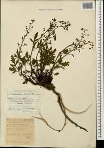 Scrophularia variegata M. Bieb., Caucasus, Stavropol Krai, Karachay-Cherkessia & Kabardino-Balkaria (K1b) (Russia)